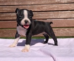 Puppy Rori Boston Terrier