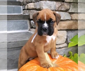 Boxer Puppy for sale in DENVER, PA, USA