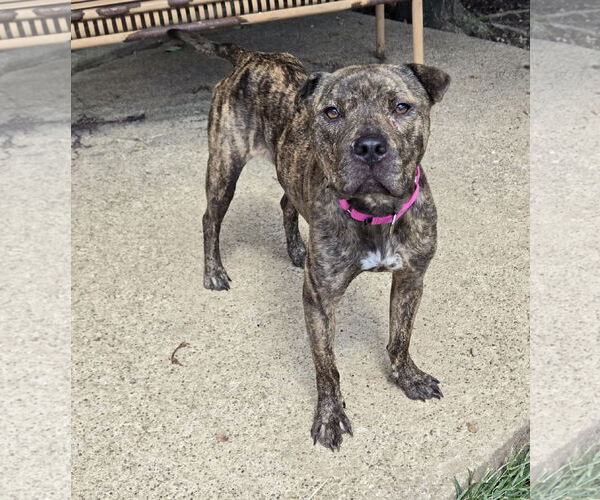 Medium Photo #2 American Staffordshire Terrier Puppy For Sale in Bardstown, KY, USA