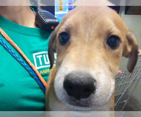 Medium Photo #1 Labrador Retriever-Unknown Mix Puppy For Sale in Tulsa, OK, USA