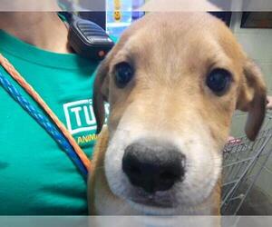 Labrador Retriever-Unknown Mix Dogs for adoption in Tulsa, OK, USA