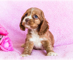 Puppy Serria Cocker Spaniel