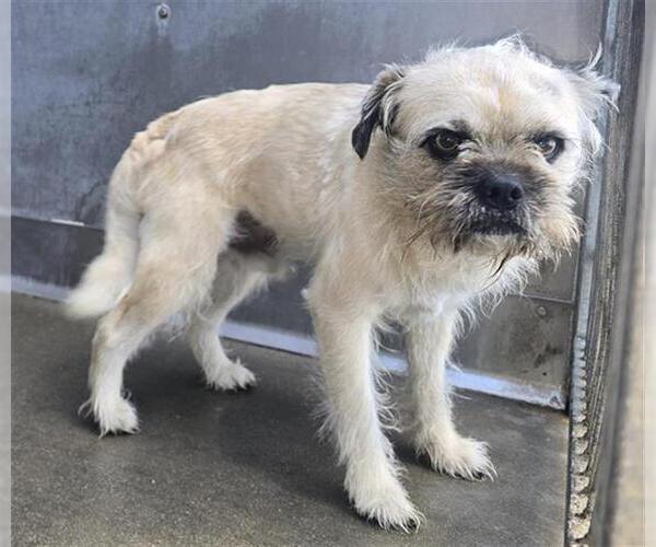 Medium Photo #1 Brussels Griffon-Unknown Mix Puppy For Sale in Camarillo, CA, USA