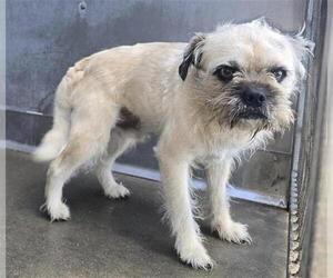 Brussels Griffon-Unknown Mix Dogs for adoption in Camarillo, CA, USA