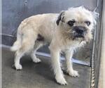 Small Brussels Griffon Mix