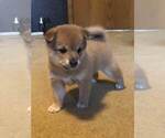 Small Photo #7 Shiba Inu Puppy For Sale in SNOHOMISH, WA, USA