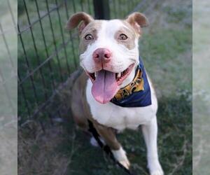 American Staffordshire Terrier-Unknown Mix Dogs for adoption in San Antonio, TX, USA