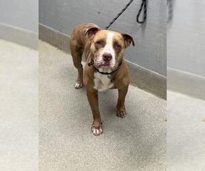 Mutt Dogs for adoption in Las Vegas, NV, USA