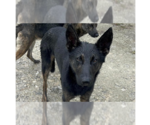 Small Photo #1 Dutch Shepherd -German Shepherd Dog Mix Puppy For Sale in Imlay City, MI, USA