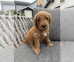 Small #1 Goldendoodle