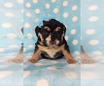 Small Photo #1 Bulldog Puppy For Sale in LANCASTER, PA, USA