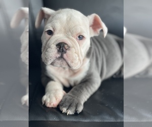 English Bulldog Puppy for sale in RICHMOND, VA, USA