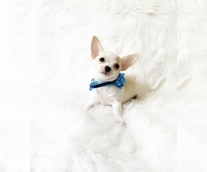 Chihuahua Puppy for sale in SACRAMENTO, CA, USA