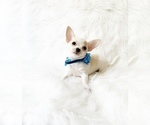 Small Chihuahua