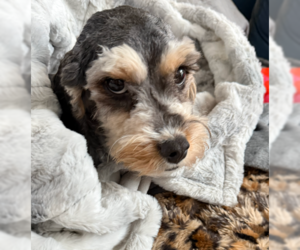 Cavapoo (Miniature) Dogs for adoption in McKinney, TX, USA