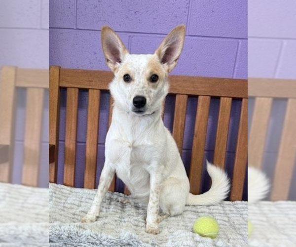 Medium Photo #7 Australian Shepherd-Unknown Mix Puppy For Sale in Genesee, WI, USA