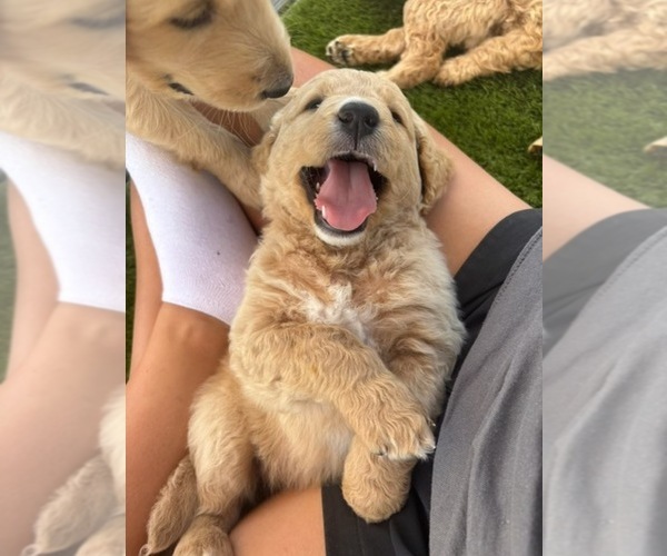 Medium Photo #7 Goldendoodle Puppy For Sale in PLATTEVILLE, CO, USA