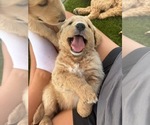 Small #6 Goldendoodle