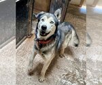 Small Siberian Husky Mix