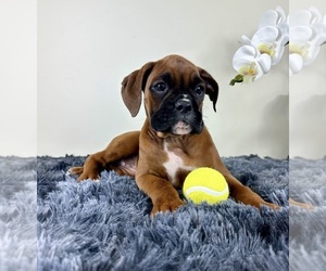 Boxer Puppy for sale in GREENFIELD, IN, USA