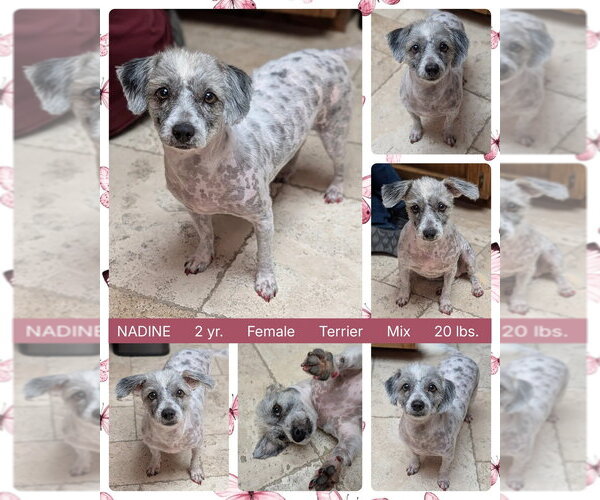 Medium Photo #1 Mutt Puppy For Sale in Mesa, AZ, USA