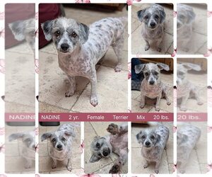 Mutt Dogs for adoption in Mesa, AZ, USA