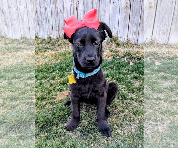 Medium Photo #6 Collie-Unknown Mix Puppy For Sale in Sandy, UT, USA