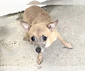 Chihuahua-Unknown Mix Dogs for adoption in Houston, TX, USA