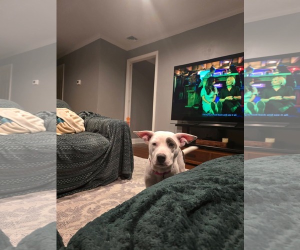 Medium Photo #13 Mutt Puppy For Sale in Woodbury, NY, USA