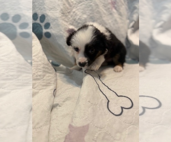 Medium Photo #4 Australian Shepherd Puppy For Sale in WEBSTER, FL, USA