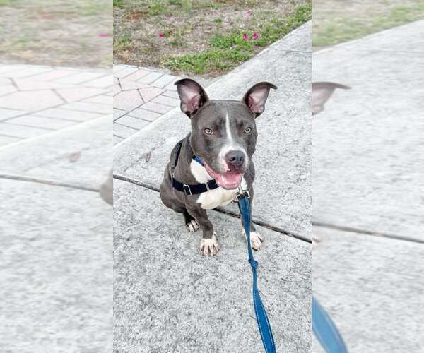 Medium Photo #2 Staffordshire Bull Terrier Puppy For Sale in Pompano Beach , FL, USA