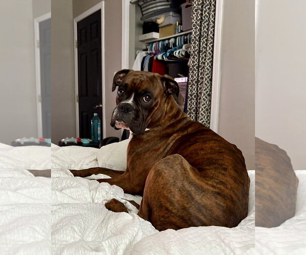 Medium Photo #1 Boxer Puppy For Sale in Dumont, NJ, USA