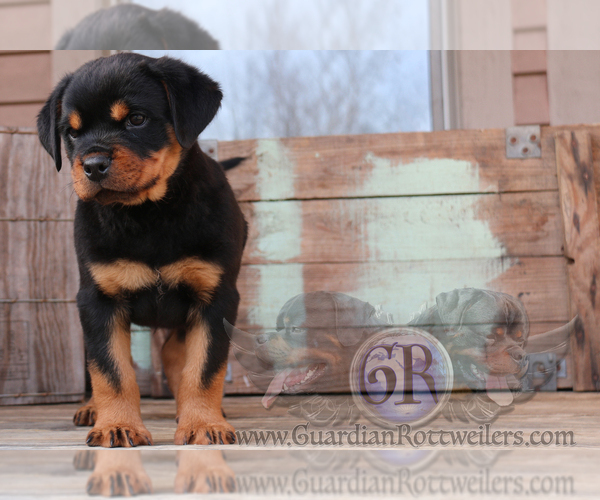 Full screen Photo #2 Rottweiler Puppy For Sale in BARGERSVILLE, IN, USA