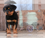 Small Photo #2 Rottweiler Puppy For Sale in BARGERSVILLE, IN, USA