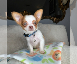 Chihuahua Puppy for sale in CHARLOTTE, NC, USA