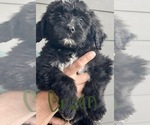 Small Photo #38 Bernedoodle Puppy For Sale in WALNUT GROVE, MO, USA