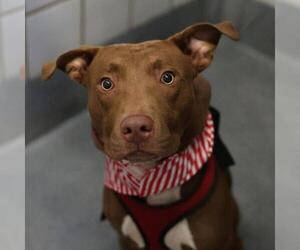 American Staffordshire Terrier-Unknown Mix Dogs for adoption in San Antonio, TX, USA