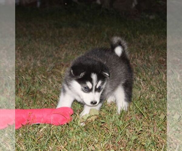 Medium Photo #2 Alaskan Malamute Puppy For Sale in CROGHAN, NY, USA