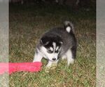 Small #1 Alaskan Malamute