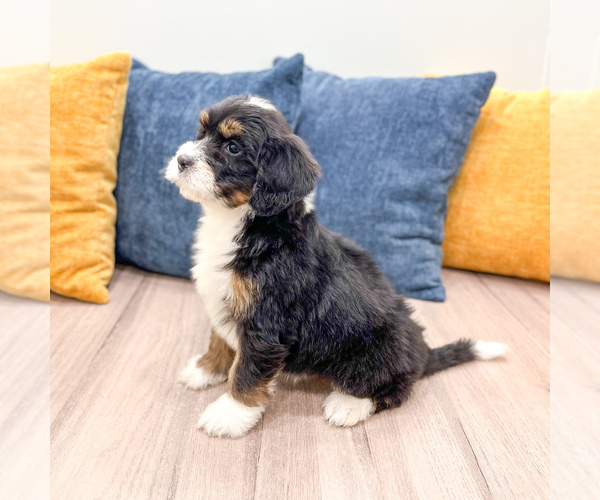 Medium Photo #3 Bernedoodle (Miniature) Puppy For Sale in DUNDEE, OH, USA