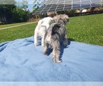 Small #2 Schnauzer (Miniature)