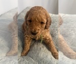 Small #3 Goldendoodle (Miniature)