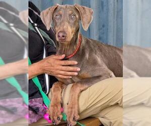 Doberman Pinscher Dogs for adoption in Woodland, CA, USA