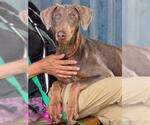 *CHAI - Female Doberman Pinscher Dog for Adoption - Small photo