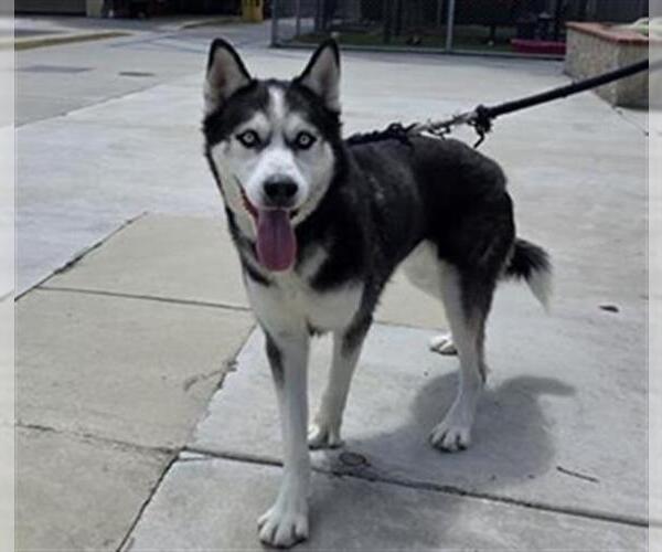 Medium Photo #2 Siberian Husky Puppy For Sale in Downey, CA, USA