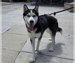 Small #1 Siberian Husky