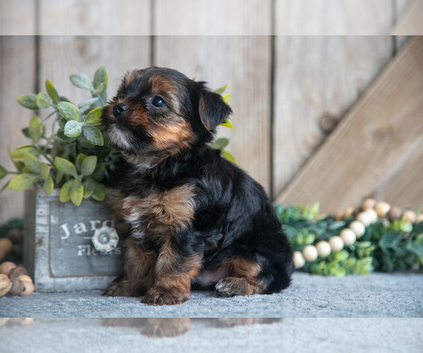 Medium Photo #2 Yorkshire Terrier Puppy For Sale in GREENWICH, OH, USA