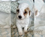 Small Photo #24 Goldendoodle (Miniature) Puppy For Sale in PENSACOLA, FL, USA