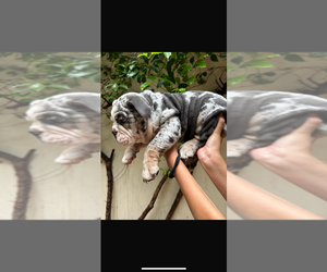 Bulldog Puppy for sale in HAYWARD, CA, USA