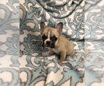 Small Photo #6 Bulldog Puppy For Sale in SAN DIEGO, CA, USA